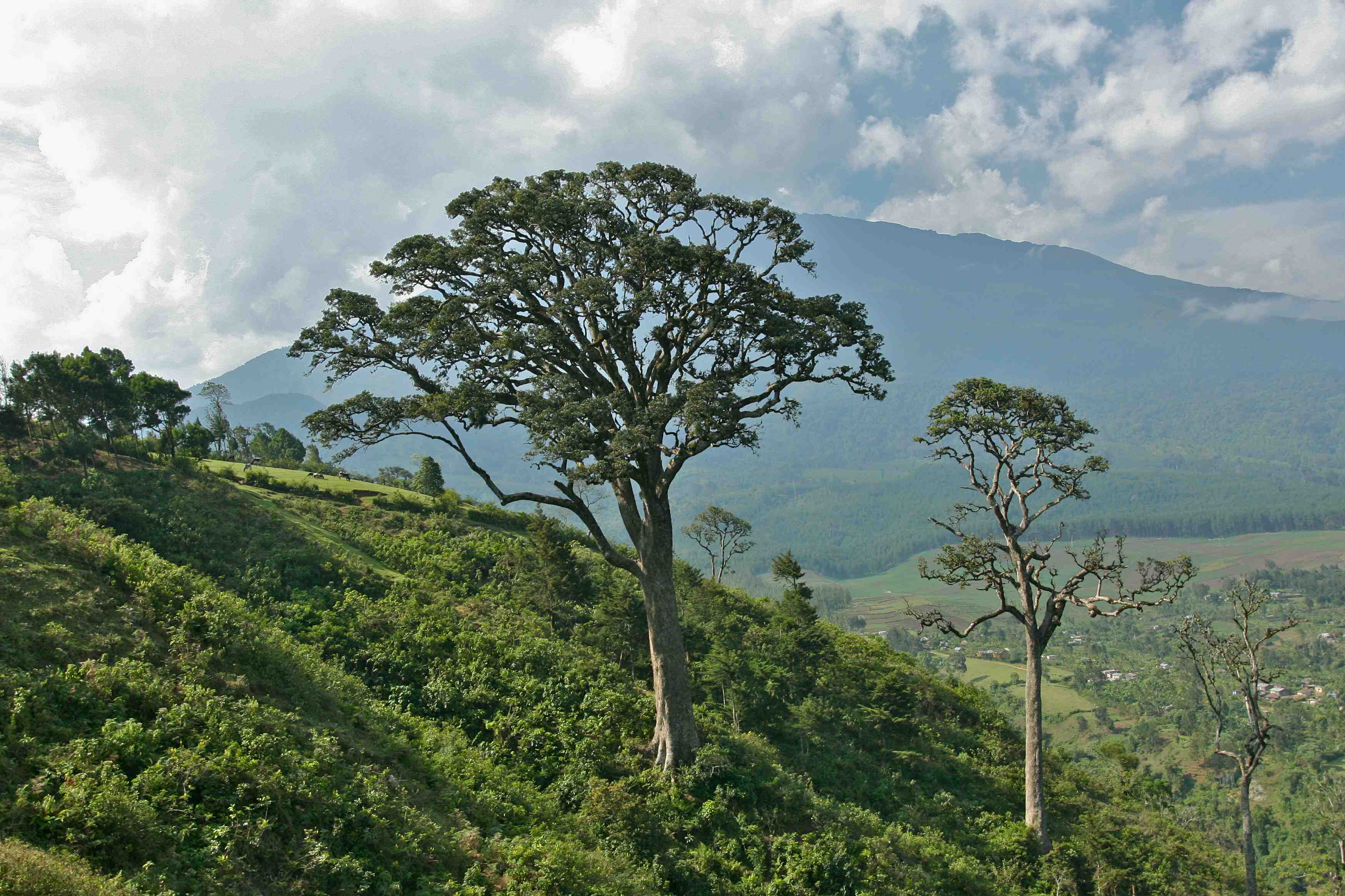 Mahogany tree on the hike to Ng'iresi