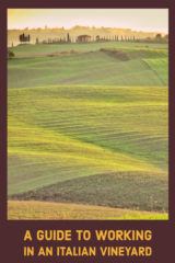 work in an italian vineyard