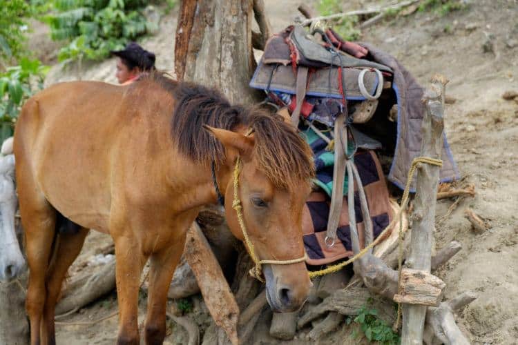 Horse on Mount Taal