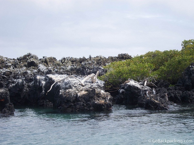 Galapagos Penguins