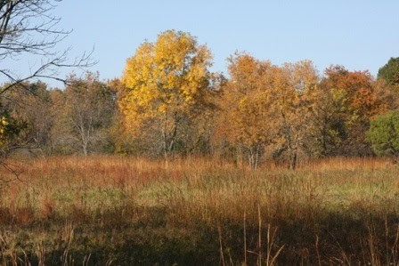 Fall foliage