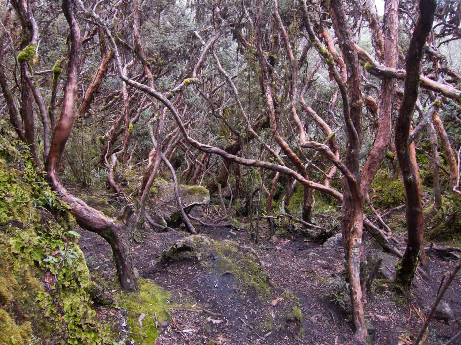 The quinua "paper tree" forest had a mystical Lord of the Rings feel to it