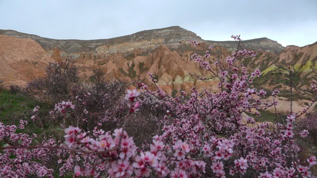 Goreme and flowers