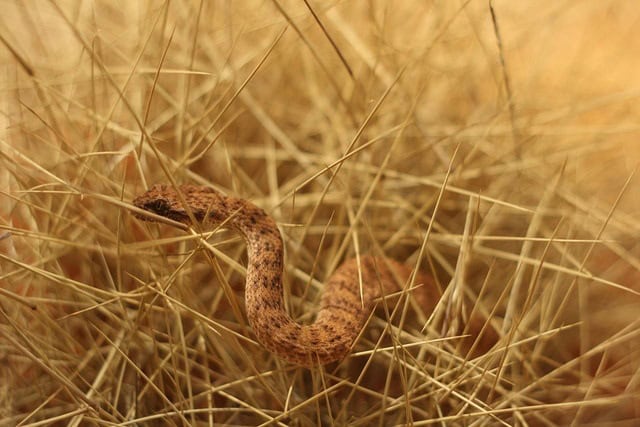 Eastern Brown Snake