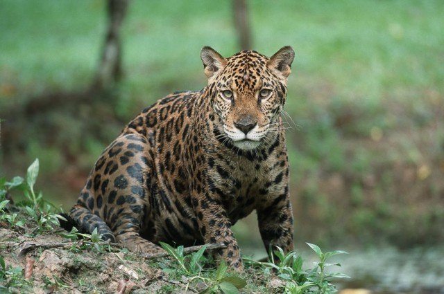 A Jaguar in Tambopata