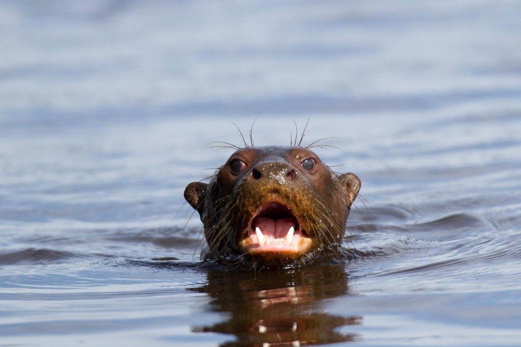 River Otters are increasingly rare in Tambopata