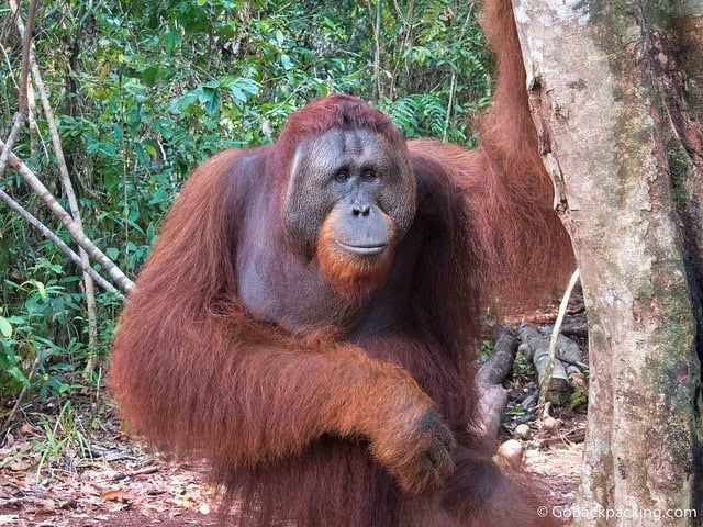 Adult orangutan in Tanjung Puting National Park