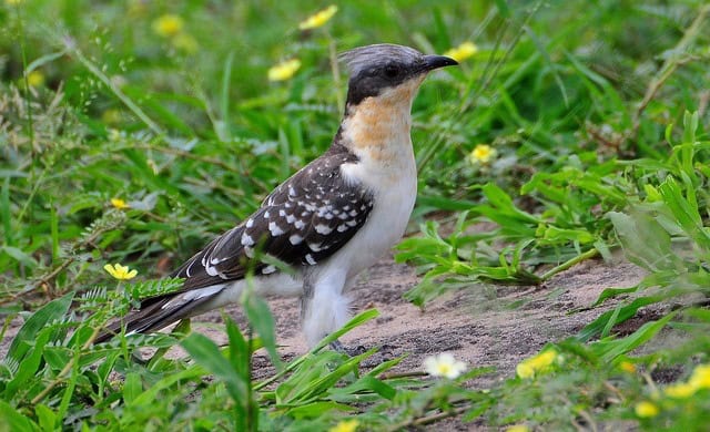 Great Spotted Cuckoo