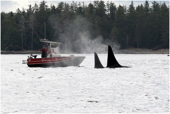 Sightseeing Haida Gwaii style. Orcas swim nearby a lucky angler.