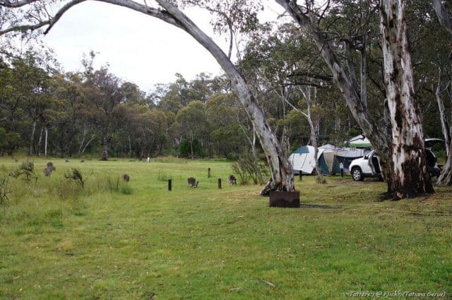 Camping Among Gum-Trees & Kangaroos Camping Among Gum-Trees & Kangaroos (photo: Tatiana Gerus)