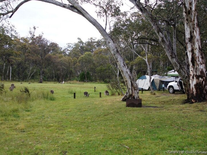 Camping Among Gum-Trees & Kangaroos (photo: Tatiana Gerus)