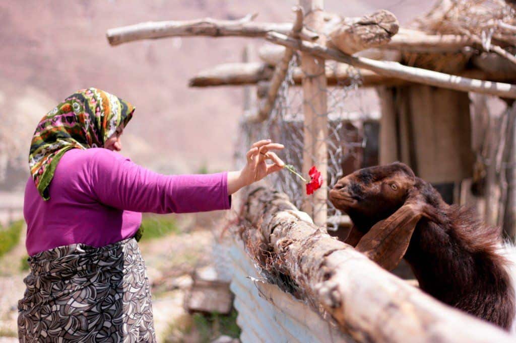 Goats in Simin Dasht