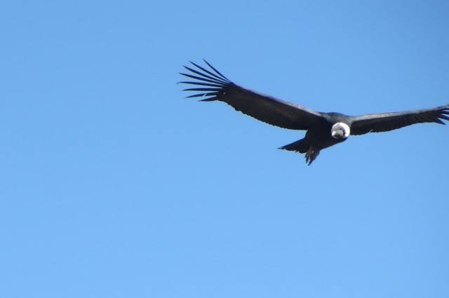 Condor A condor flies by as visitors try to take its picture. I did OK, I guess.