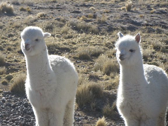 Alpacas are abundant...and delicious.