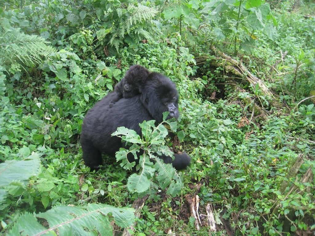 Mountain Gorillas