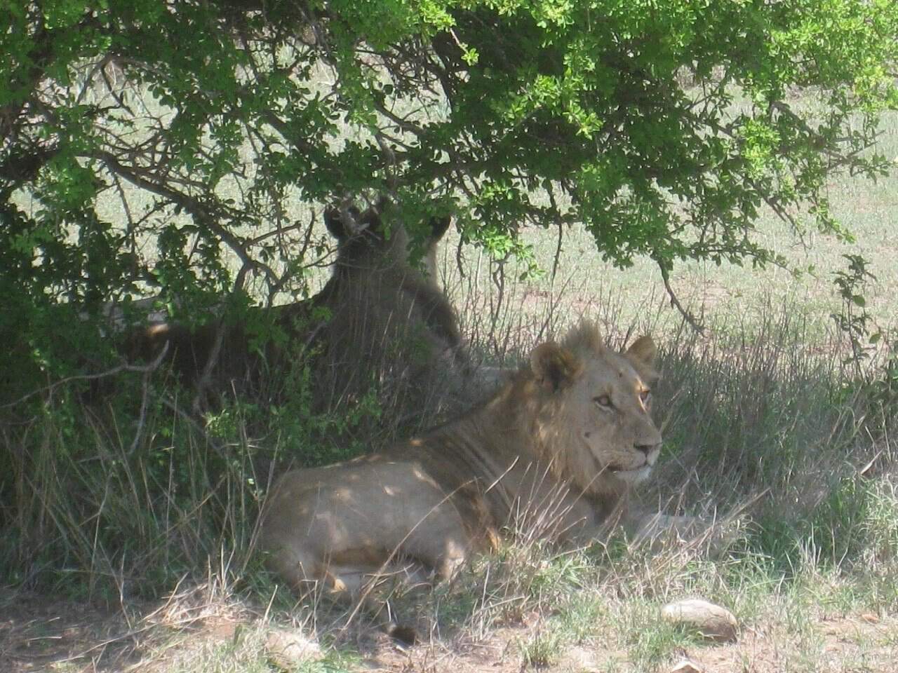 Lions in Kruger Park, South Africa 