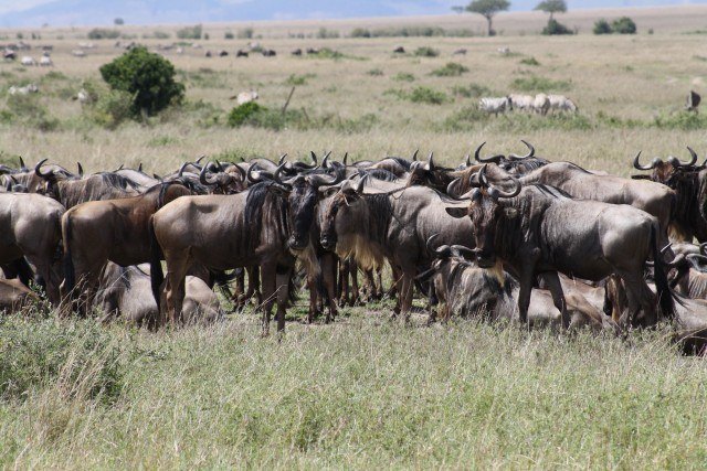 Wildebeest migration Wildebeest migration