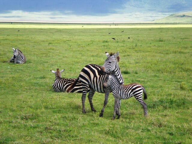 Zebra