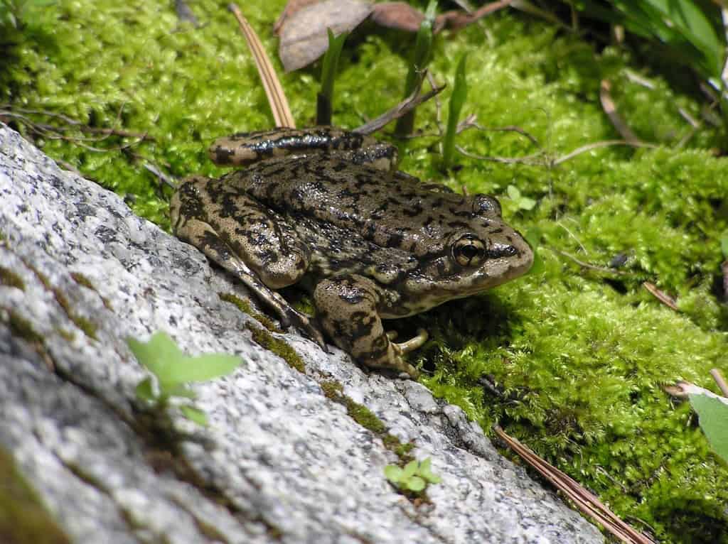 The MYLF Frog can be found in Eaton Canyon (photo: USFS Region 5).