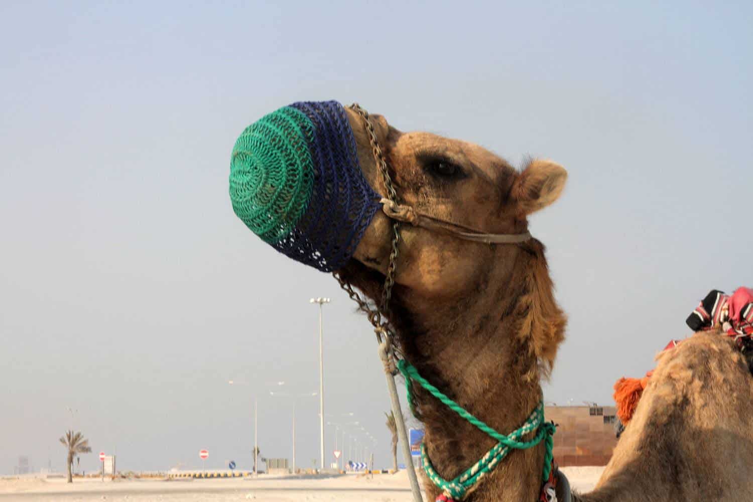 Camel in Doha, Qatar