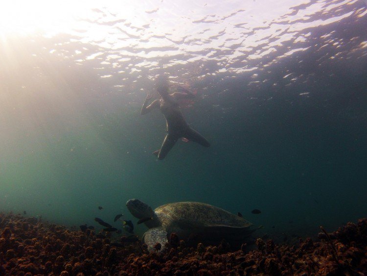 Snorkeling Snorkeling with sea turtles in Koh Tao