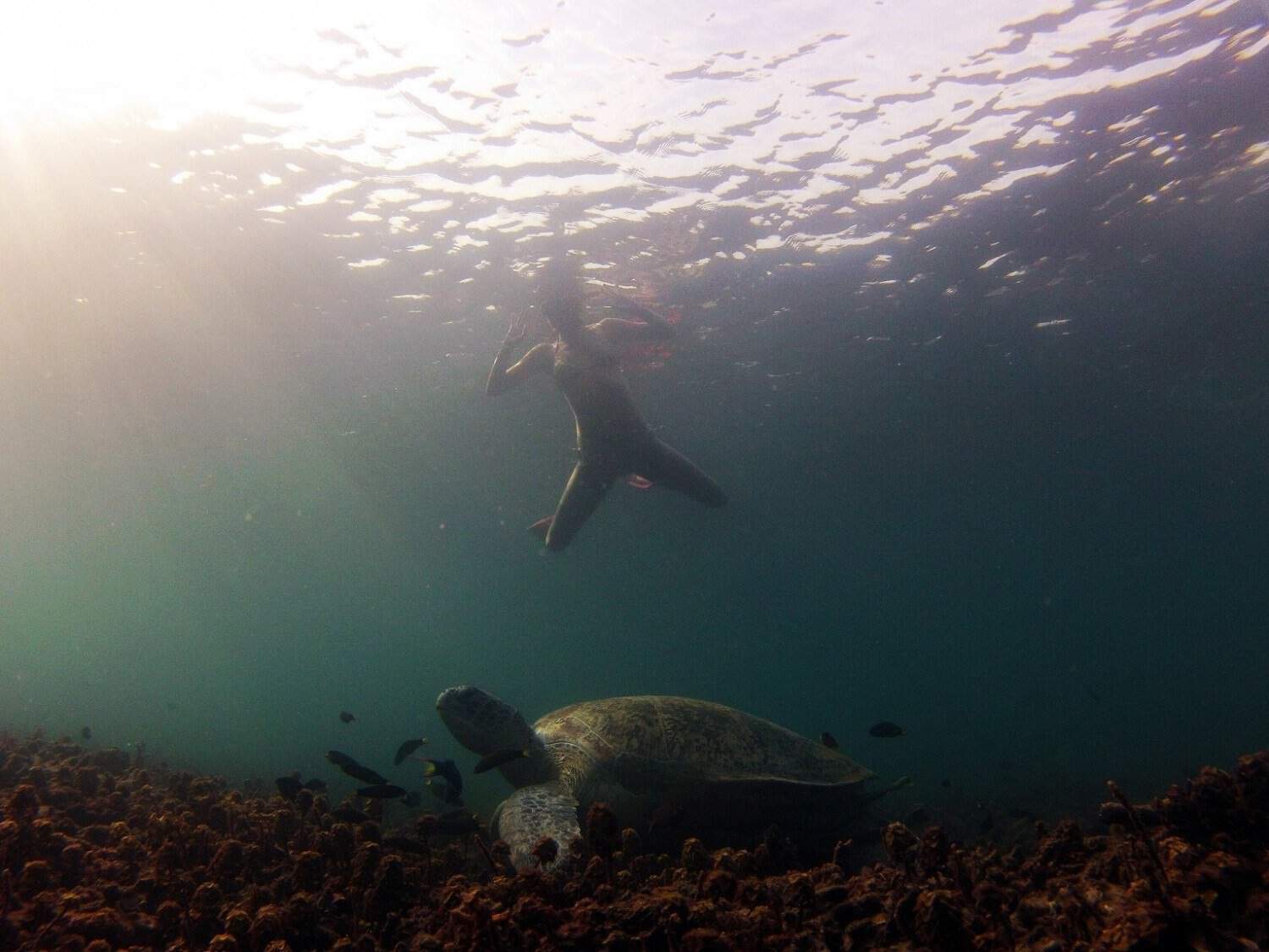 Snorkeling with sea turtles in Koh Tao