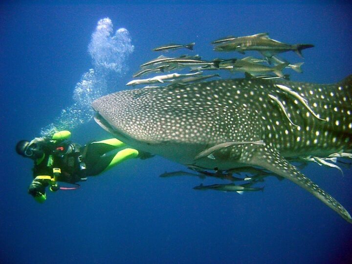 Gulf of Thailand best dive sites