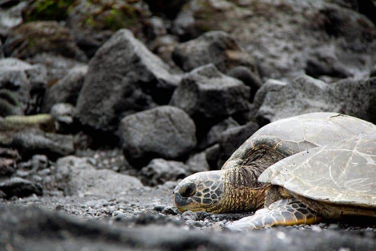 Ffind adventure on the Big Island of Hawaii