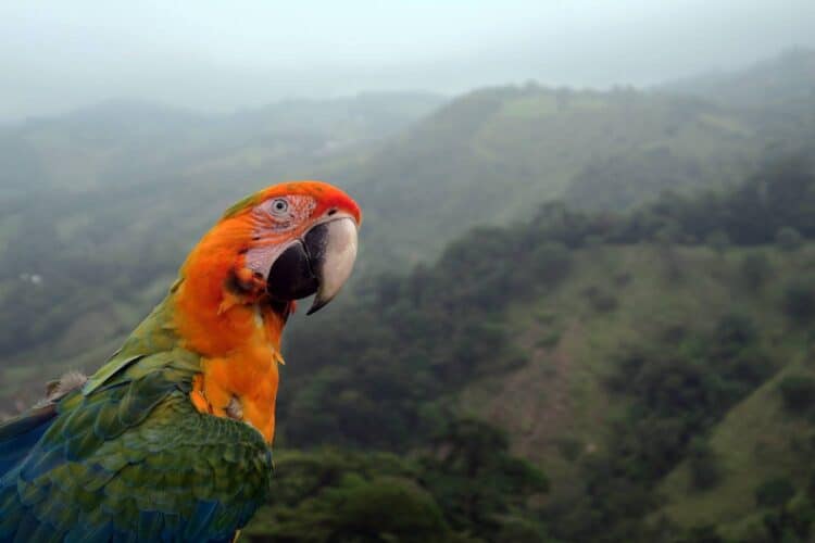 Macaw in Costa Rica