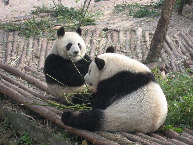 Giant Pandas in Chengdu, China