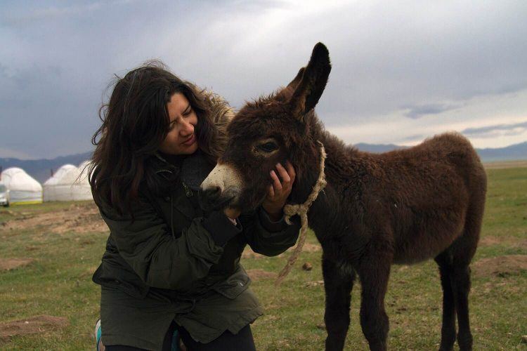 Baby donkey Making friends with a baby donkey at Song Kol Lake.