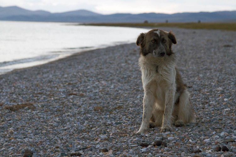 Dog One of the dogs that followed us for a two hour trek around the lake.