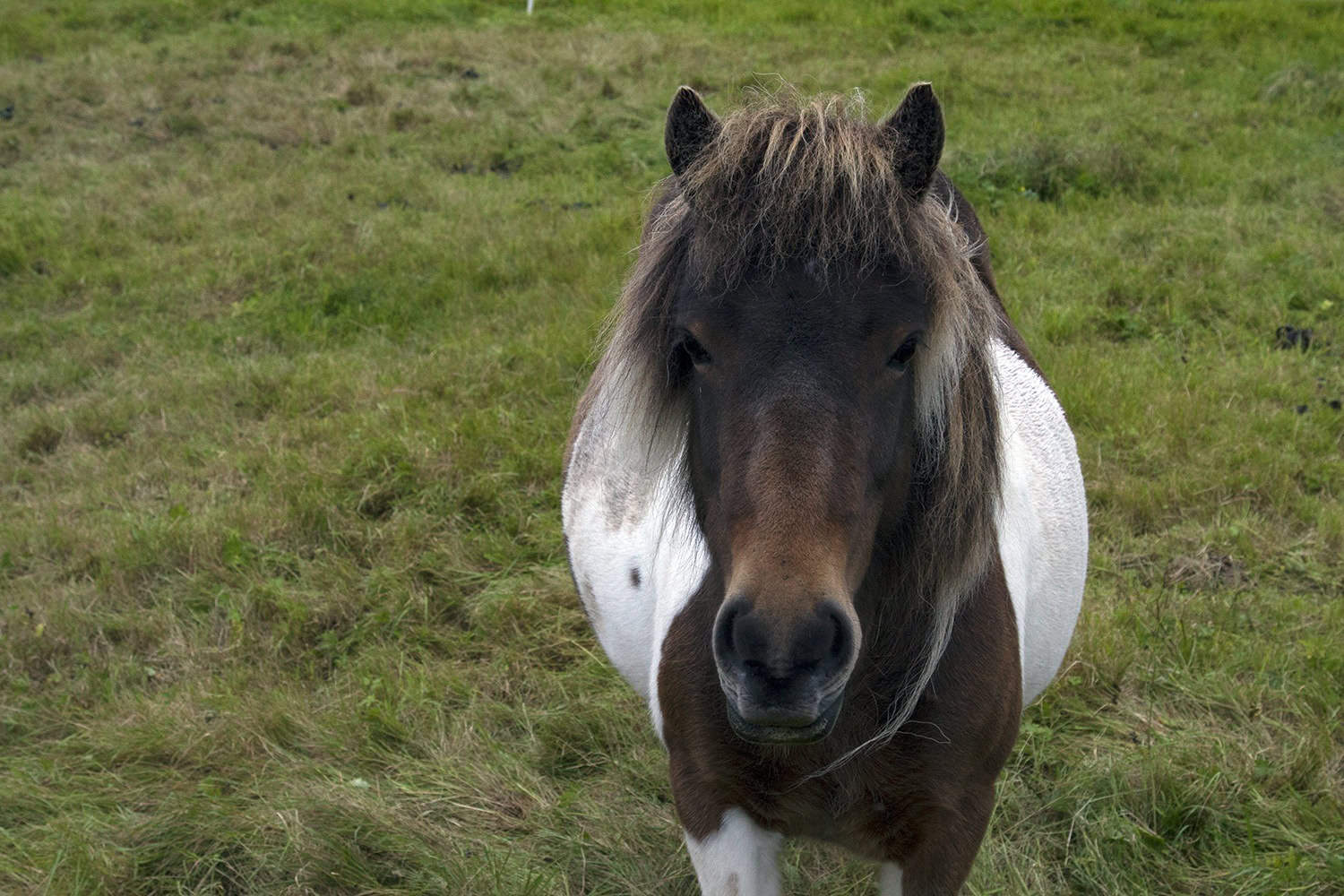 A Faroese horse