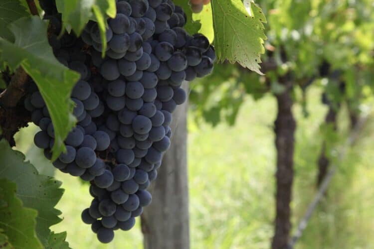 Wine is a standout highlight of the Hunter Valley. (Credit: Lock the Gate Alliance)