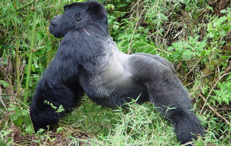 Mountain gorilla