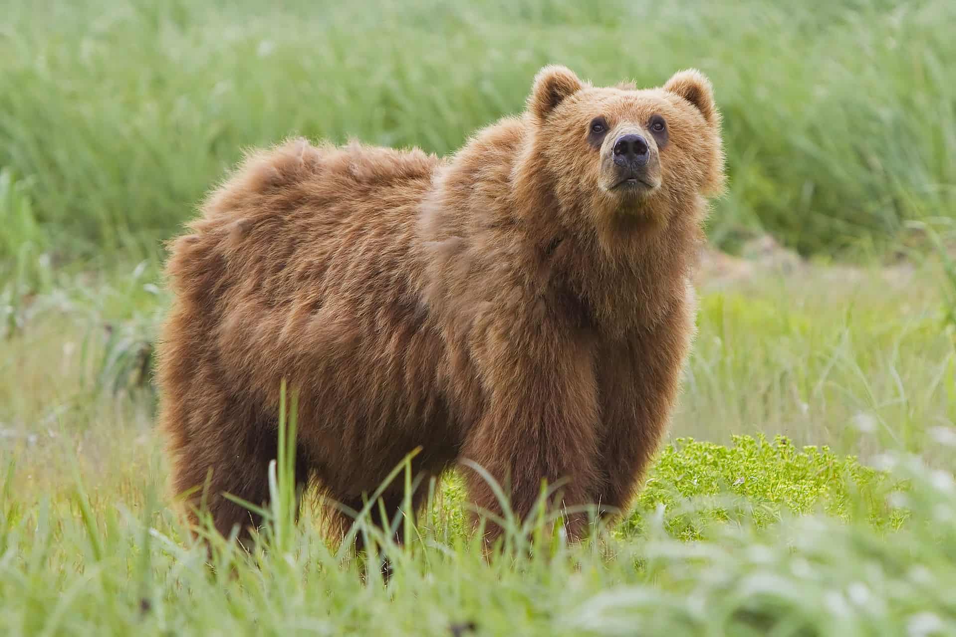 It's illegal to take a selfie with a bear in Alaska (photo: Wiki Commons)