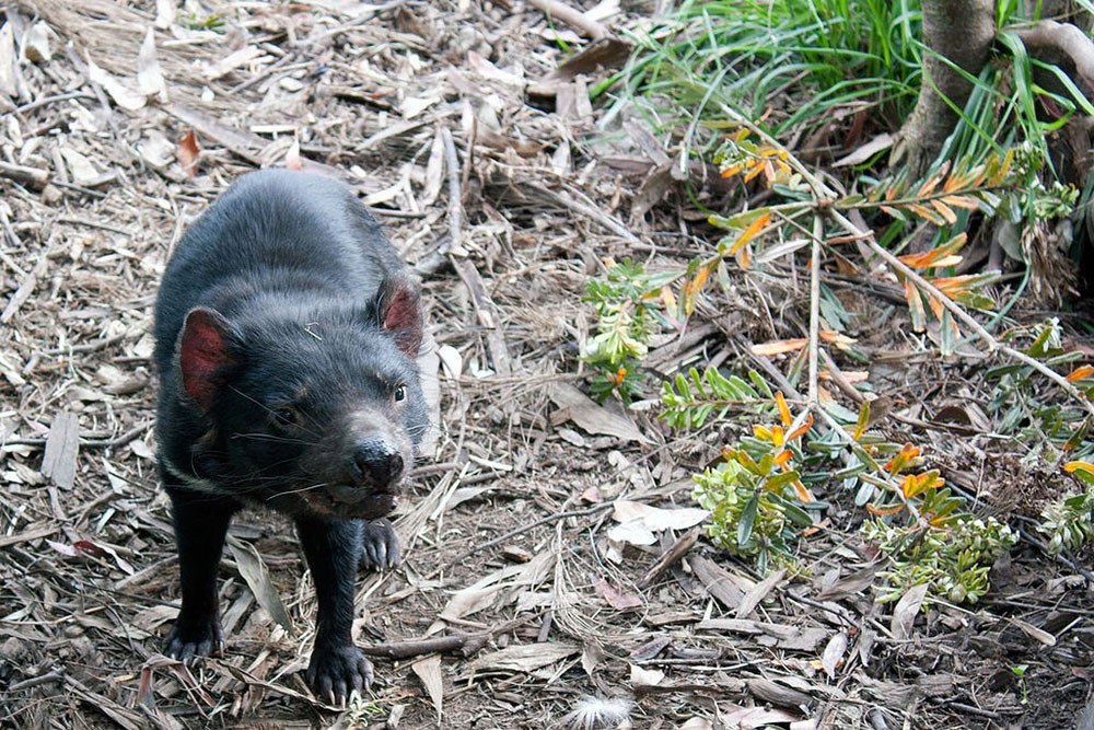 Tasmanian Devil (photo: Wiki Commons)