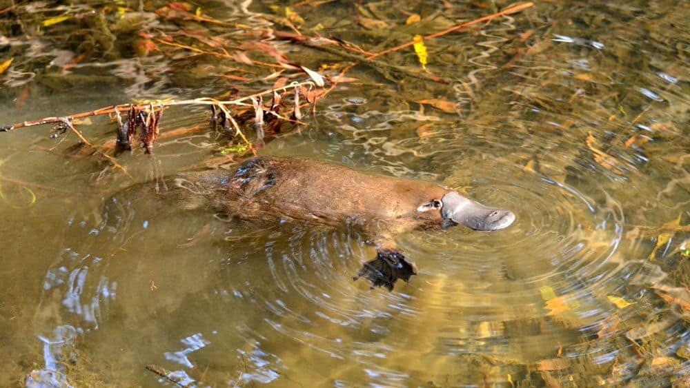 The rare sight of a platypus in the wild (Credit: Wiki Commons)