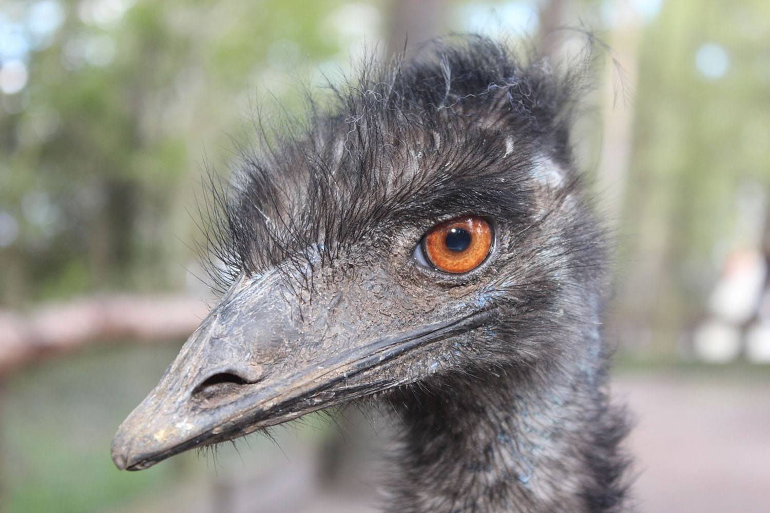 The clever looking emu (photo: HNBS, Pixabay)