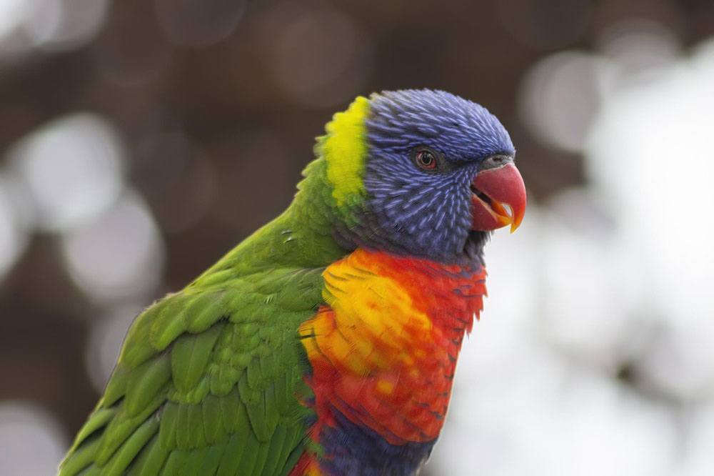 A rainbow lorikeet (photo: skeeze, Pixabay)