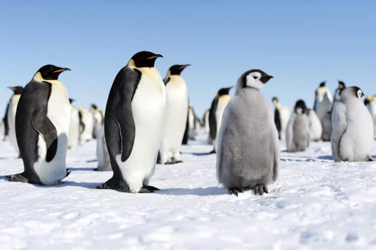 Emperor Penguins - Antarctica