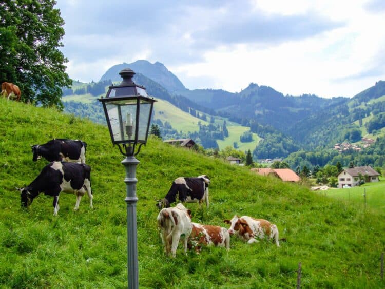 Cows in Switzerland You can have a great time visiting Switzerland on a budget