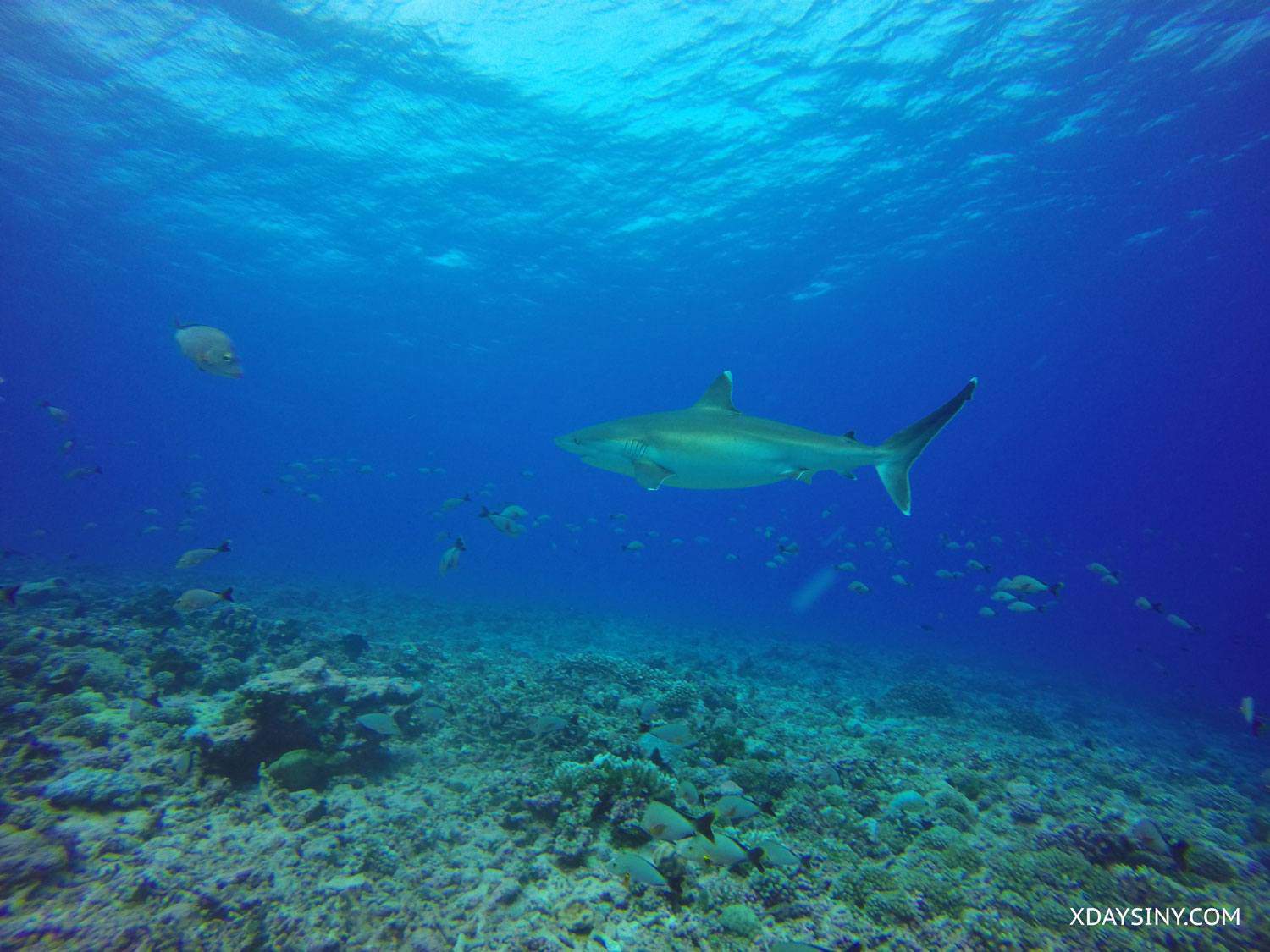 Diving South Pacific - XDAYSINY.COM