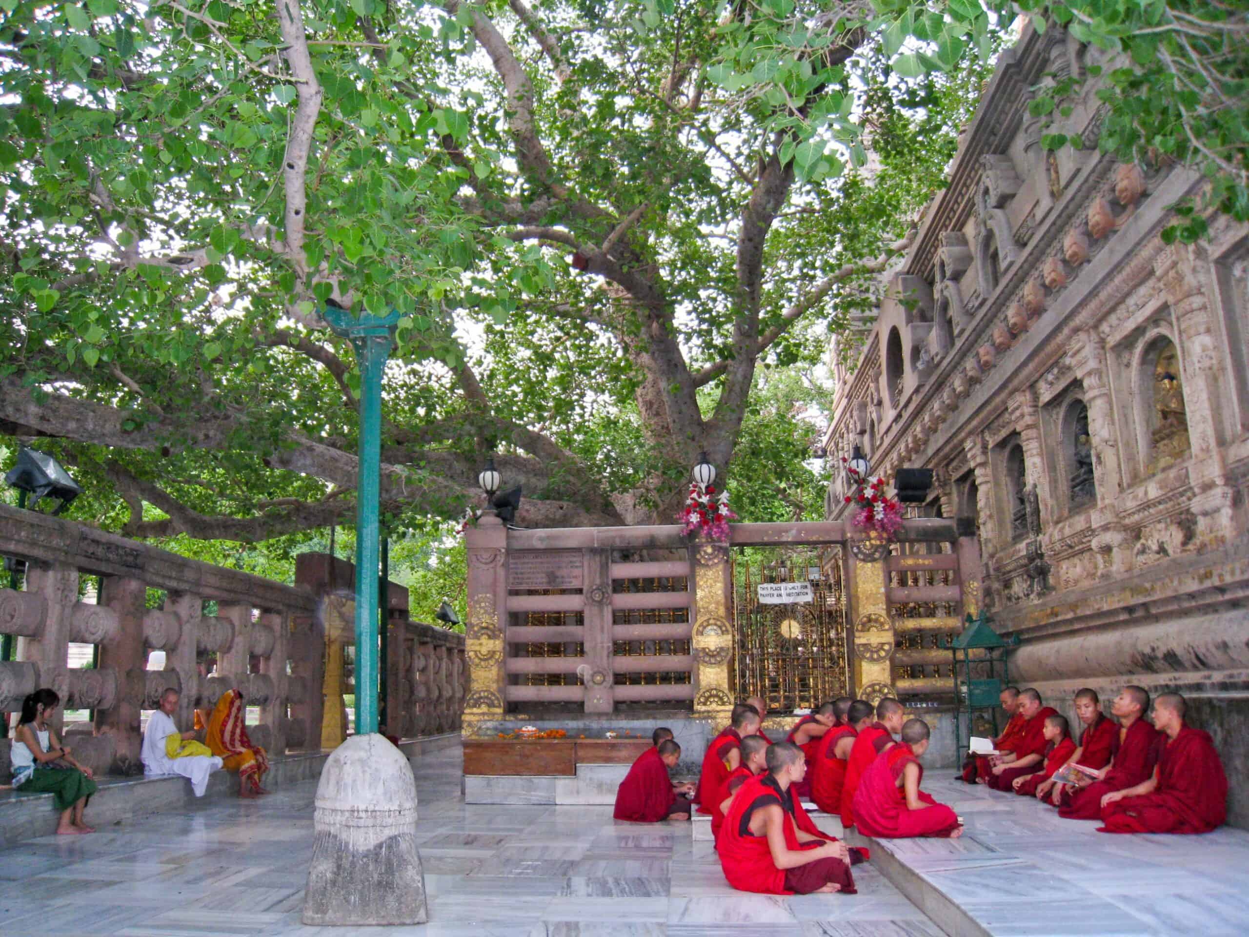 The Bodhi Tree is an important Buddhist spiritual site in India.