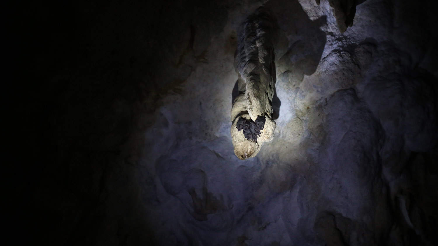 Bats in Kolem Chen Cave