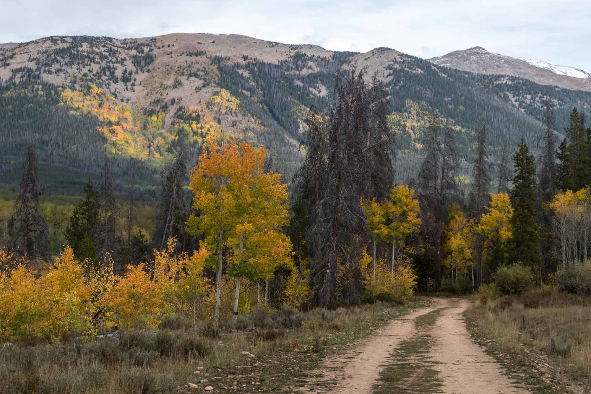 Fall foliage in northern Colorado