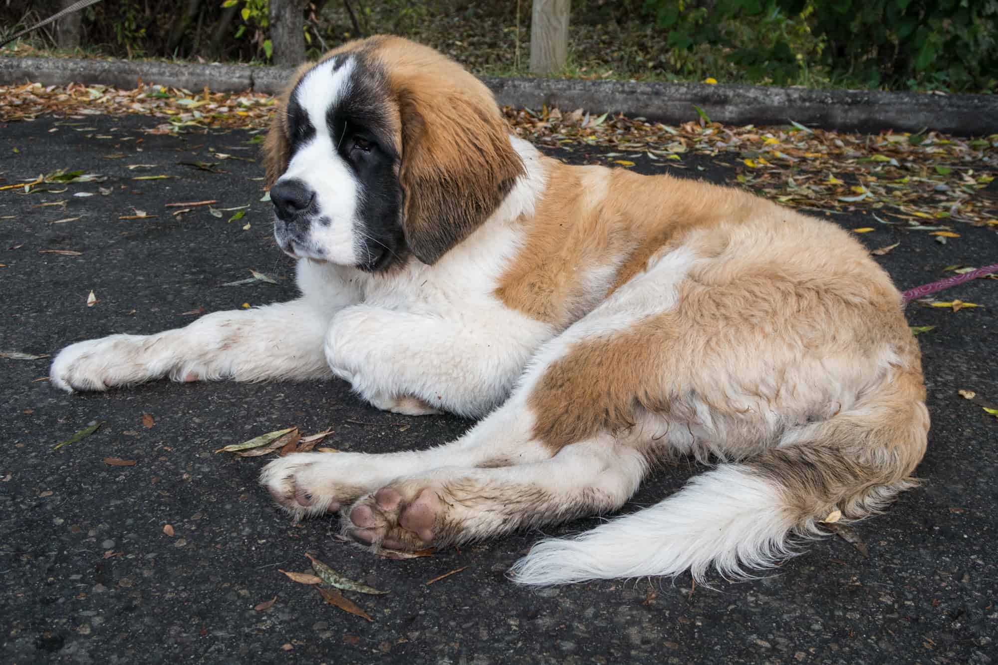 St Bernard 