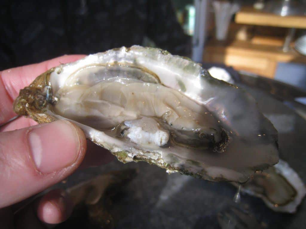 Oyster
