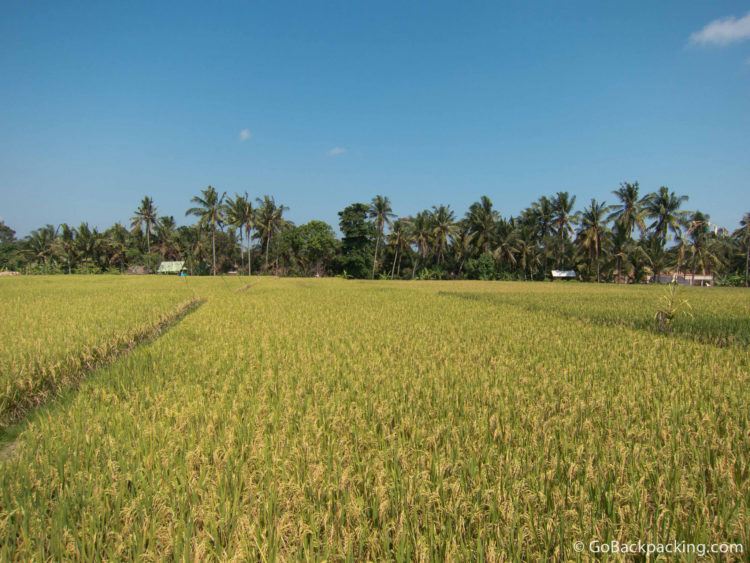 Rice fields - Bali