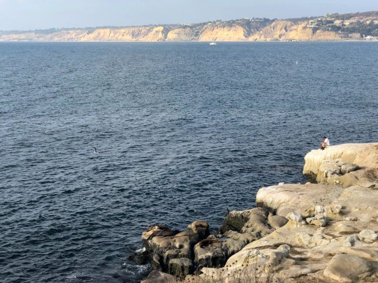 Sea Lions in La Jolla